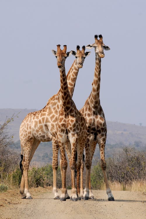 giraffe