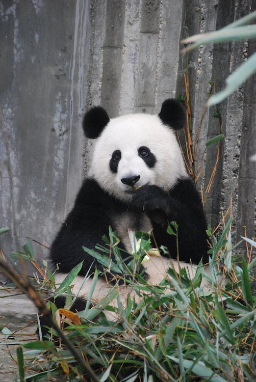 panda