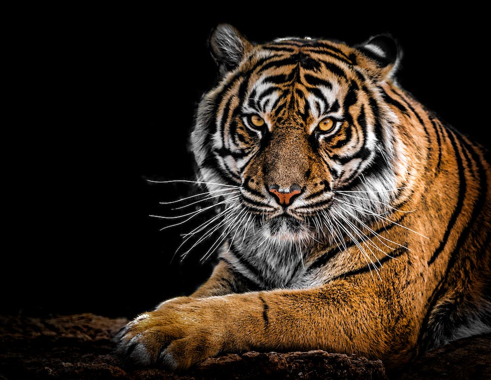 tiger